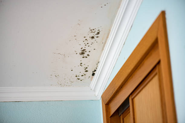 Best Mold Damage Repair  in Sunnyside, WA
