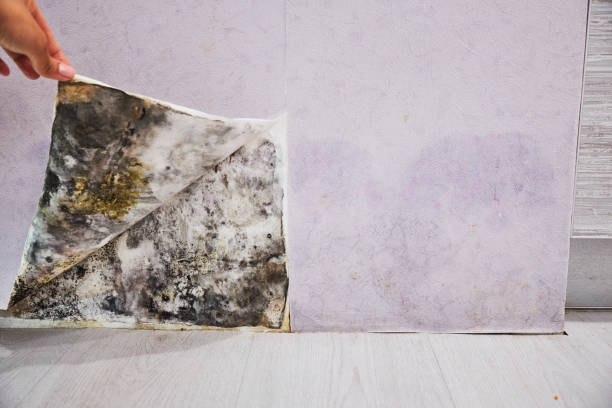Best Mold Removal Near Me  in Sunnyside, WA